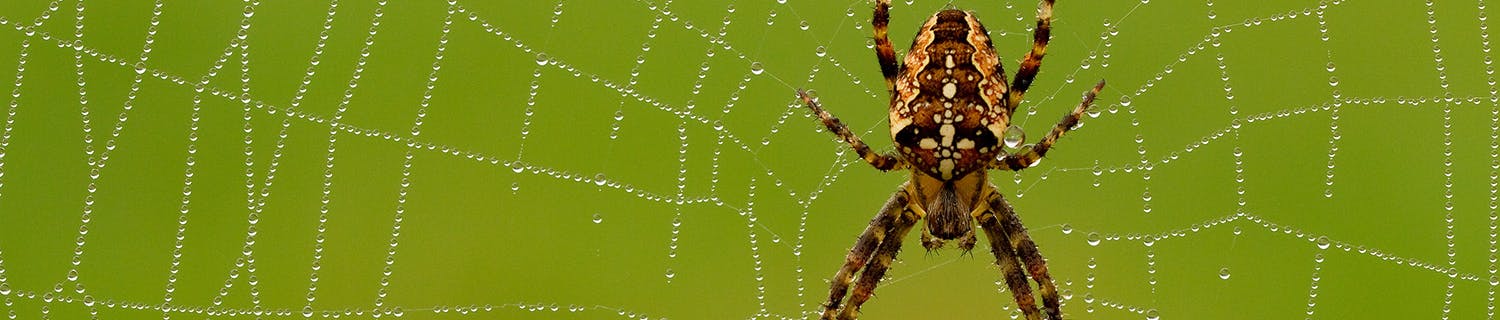 Ristilukki verkkonsa keskellä